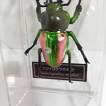 Amazon.co.jp: デアゴスティーニ 世界の昆虫 データブック